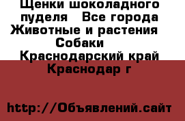 Щенки шоколадного пуделя - Все города Животные и растения » Собаки   . Краснодарский край,Краснодар г.